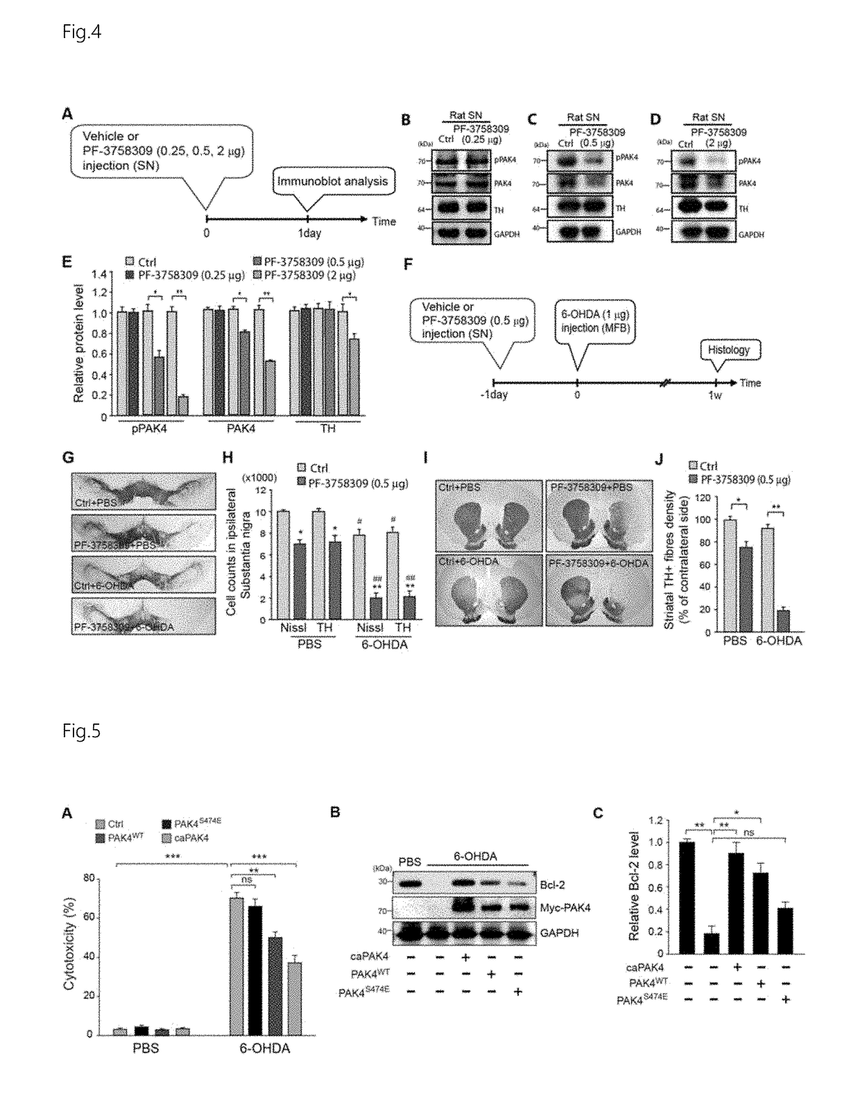 Use of pak4 and crtc1 for treatment or diagnosis of brain degenerative disease