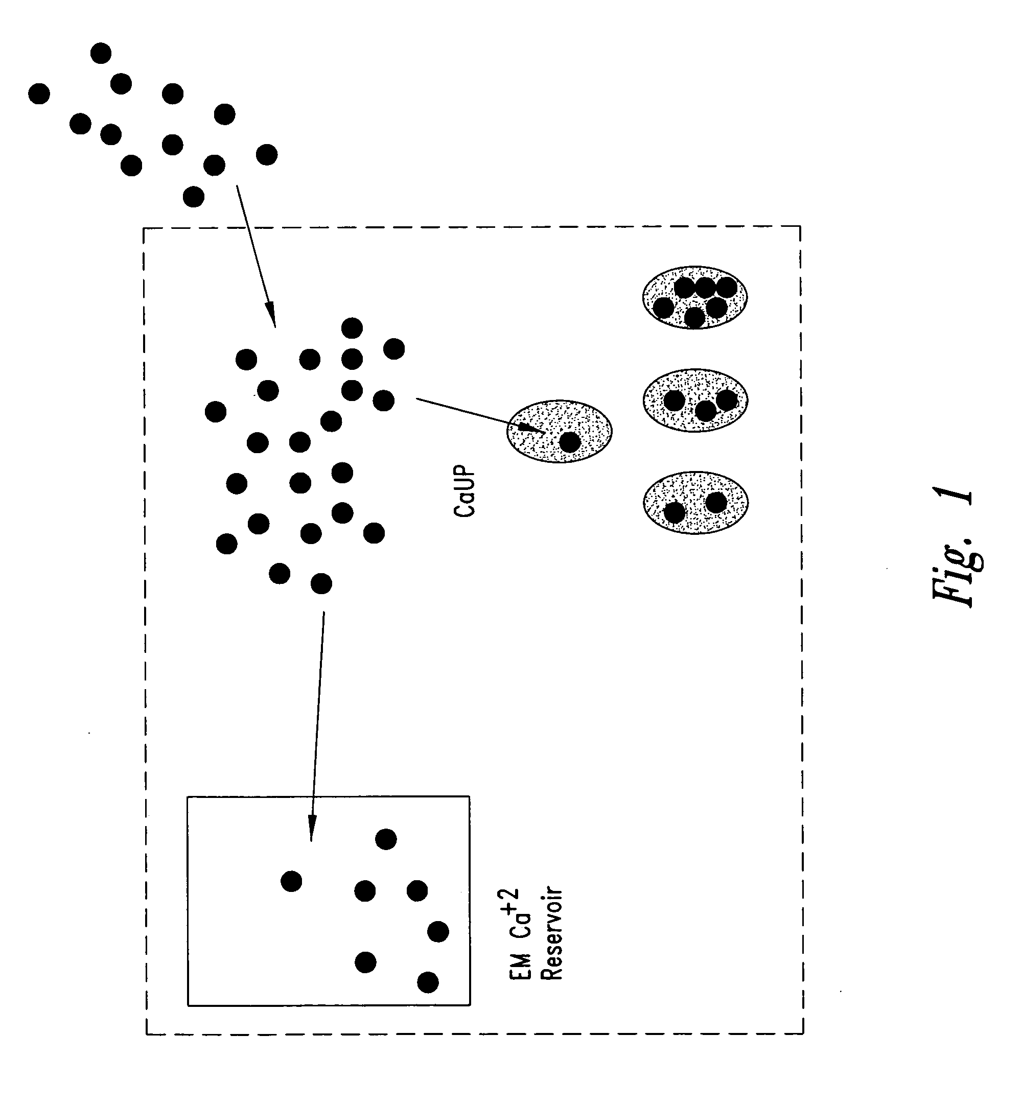 Screening assays using intramitochondrial calcium