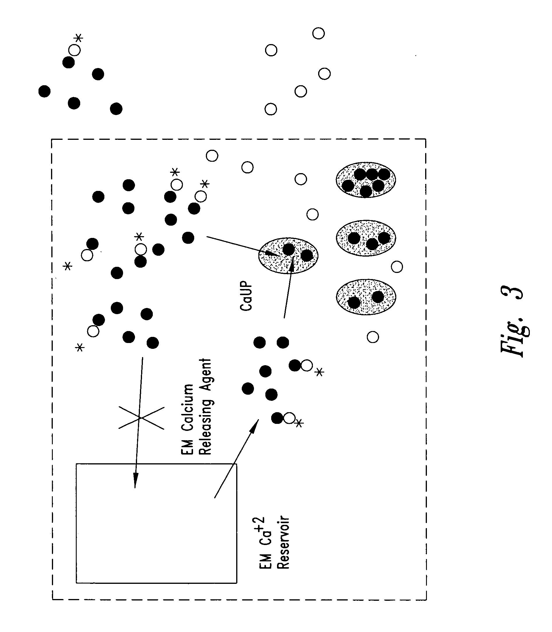 Screening assays using intramitochondrial calcium