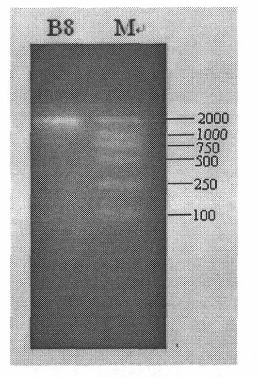 Method for detecting activity of human BAFF-R gene promoter