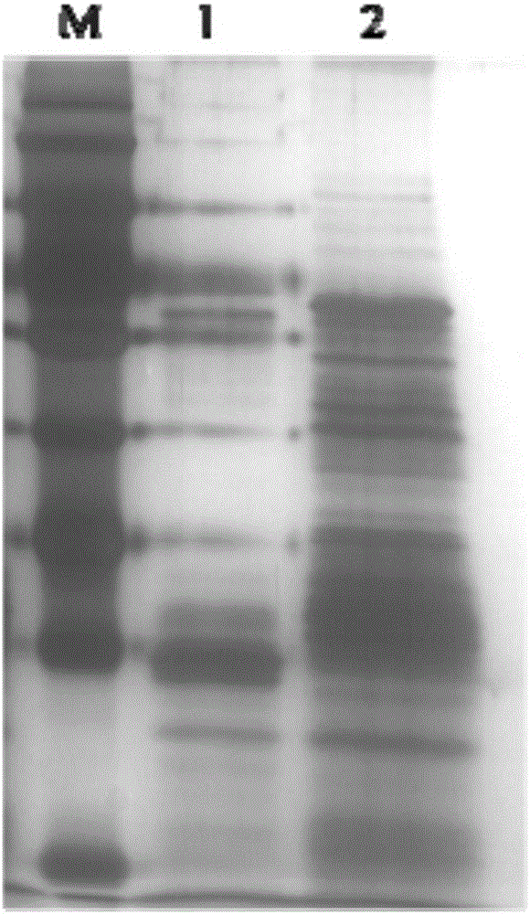 Non-receptor binding protein composition of insecticidal crystal protein as well as extracting method and application of non-receptor binding protein composition