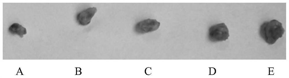 Compound cordycepin agent as well as preparation method and application thereof in preparation of products against small cell lung cancer