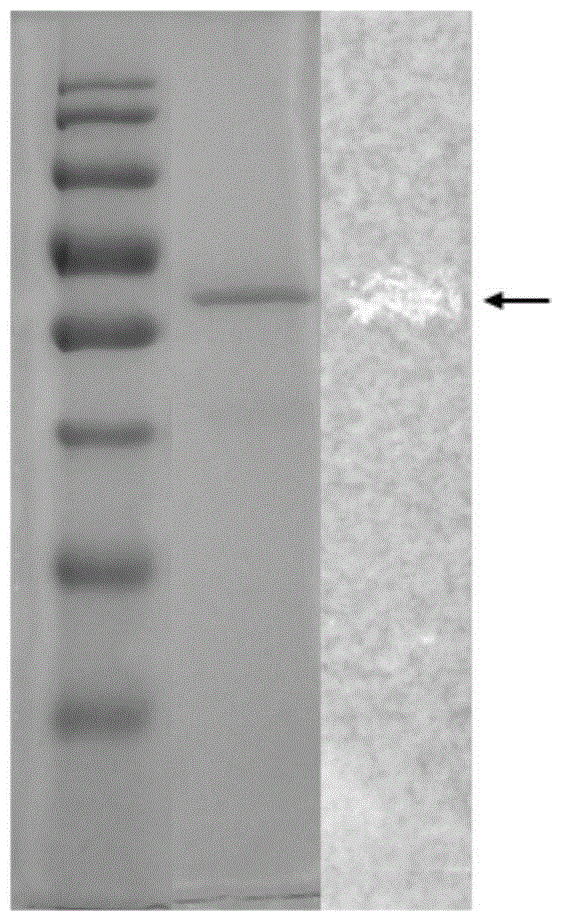 Phosphatidase, coding gene, preparation method and application thereof