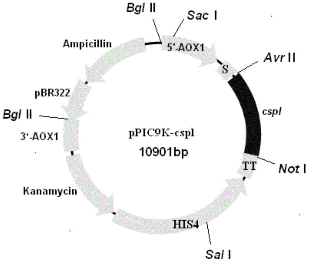 Phosphatidase, coding gene, preparation method and application thereof