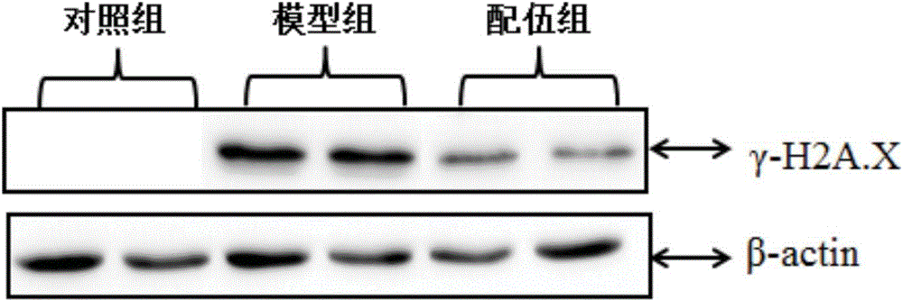 Composition containing melatonin and catechin as well as application of composition