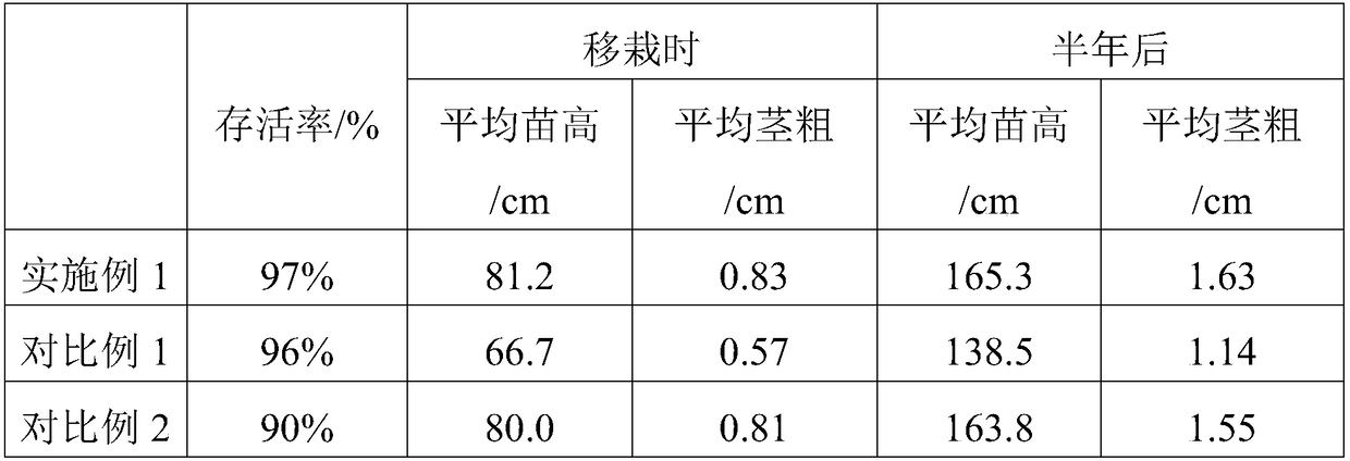 Oil olive seed transplanting method