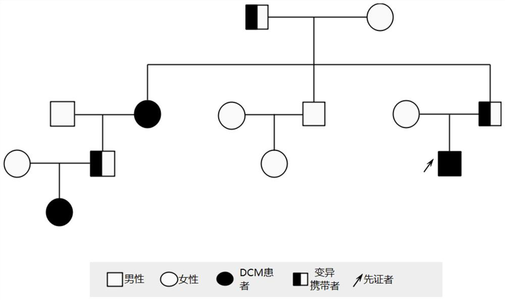 TTN mutant gene and dilated cardiomyopathy detection kit