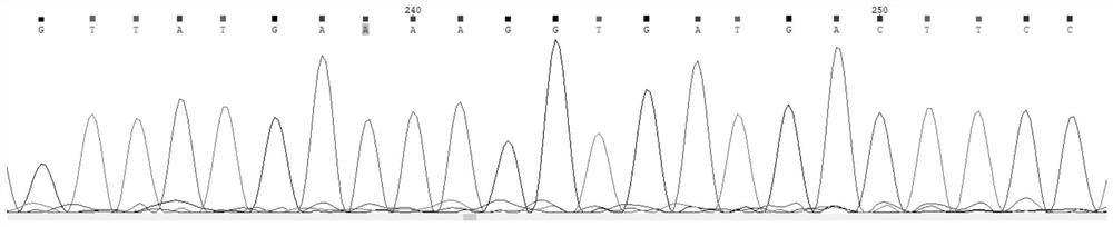 TTN mutant gene and dilated cardiomyopathy detection kit