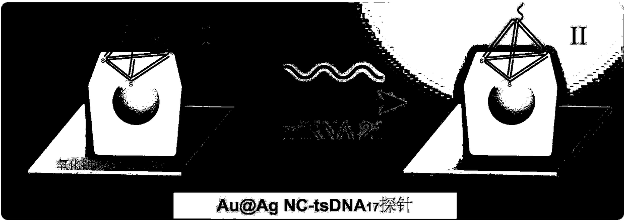 Single particle biological probe and construction method for plasma biological storage device thereof