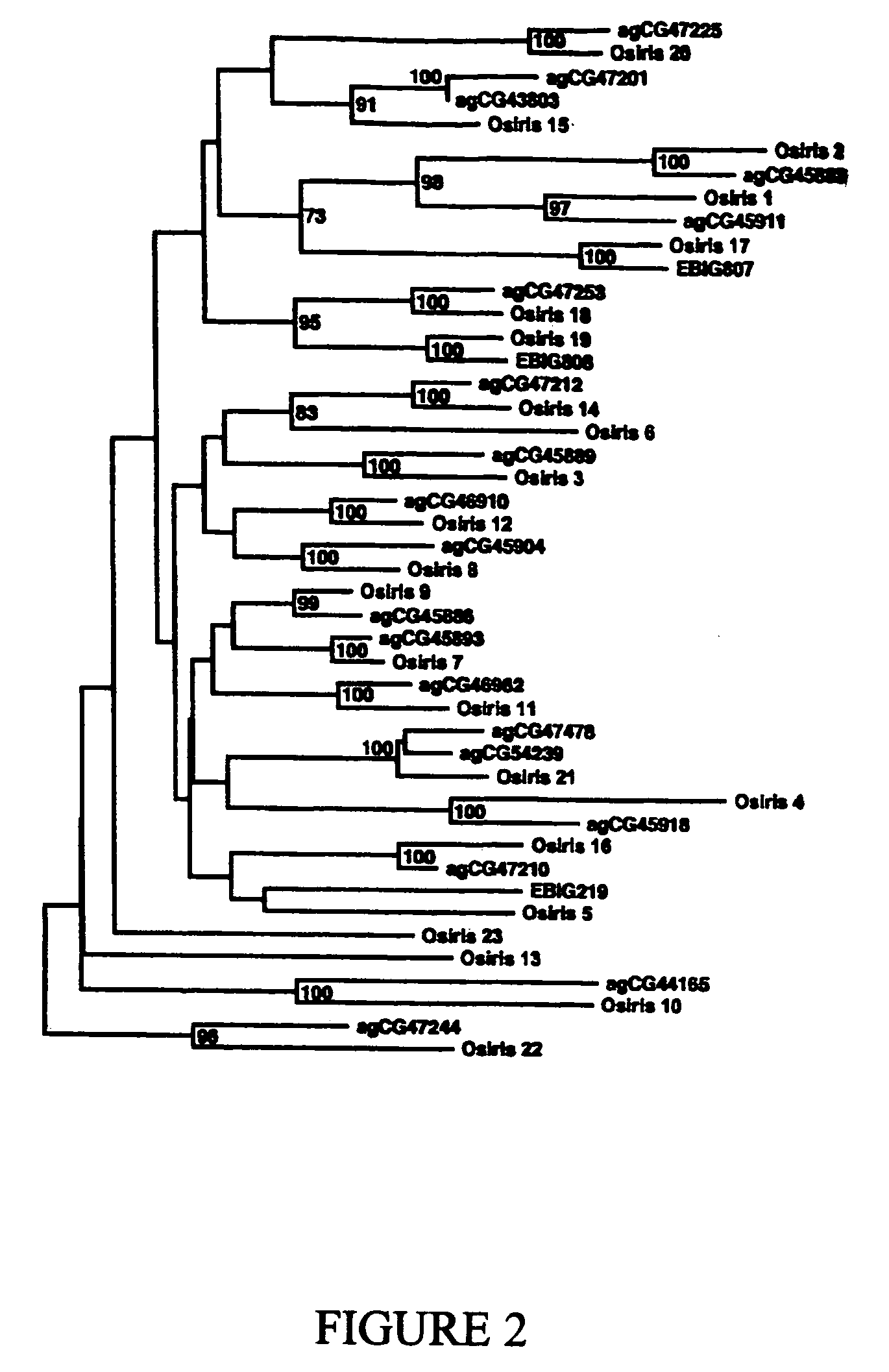 Nucleic acid sequences found in Drosophila melanogaster that encode proteins essential for viability and method of use