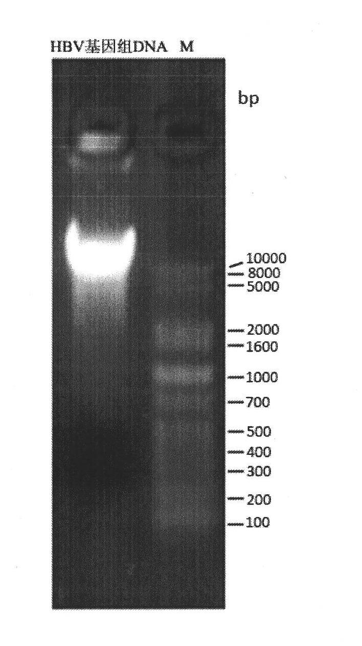 Small interfering ribose nucleic acid (siRNA) targeting molecule and application thereof