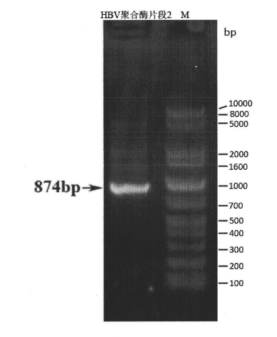 Small interfering ribose nucleic acid (siRNA) targeting molecule and application thereof