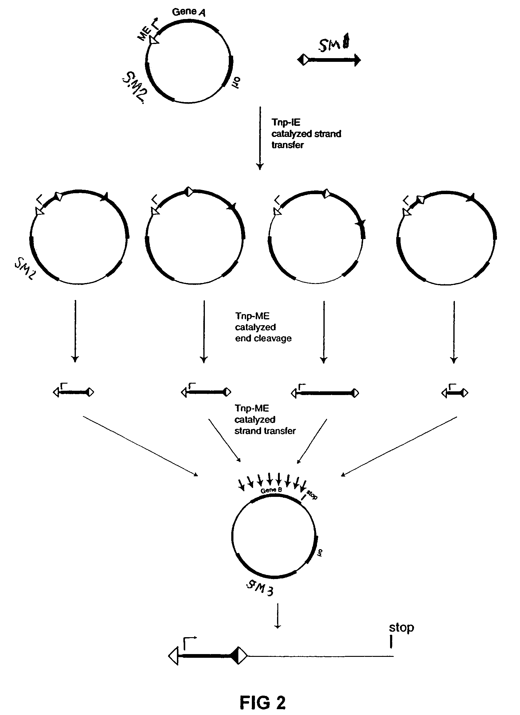 Double transposition methods for manipulating nucleic acids