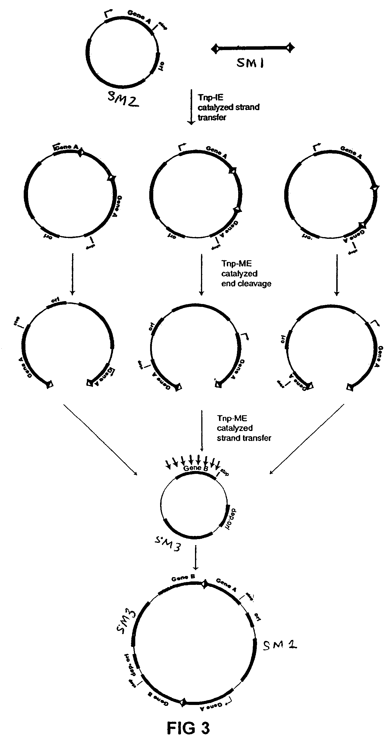 Double transposition methods for manipulating nucleic acids