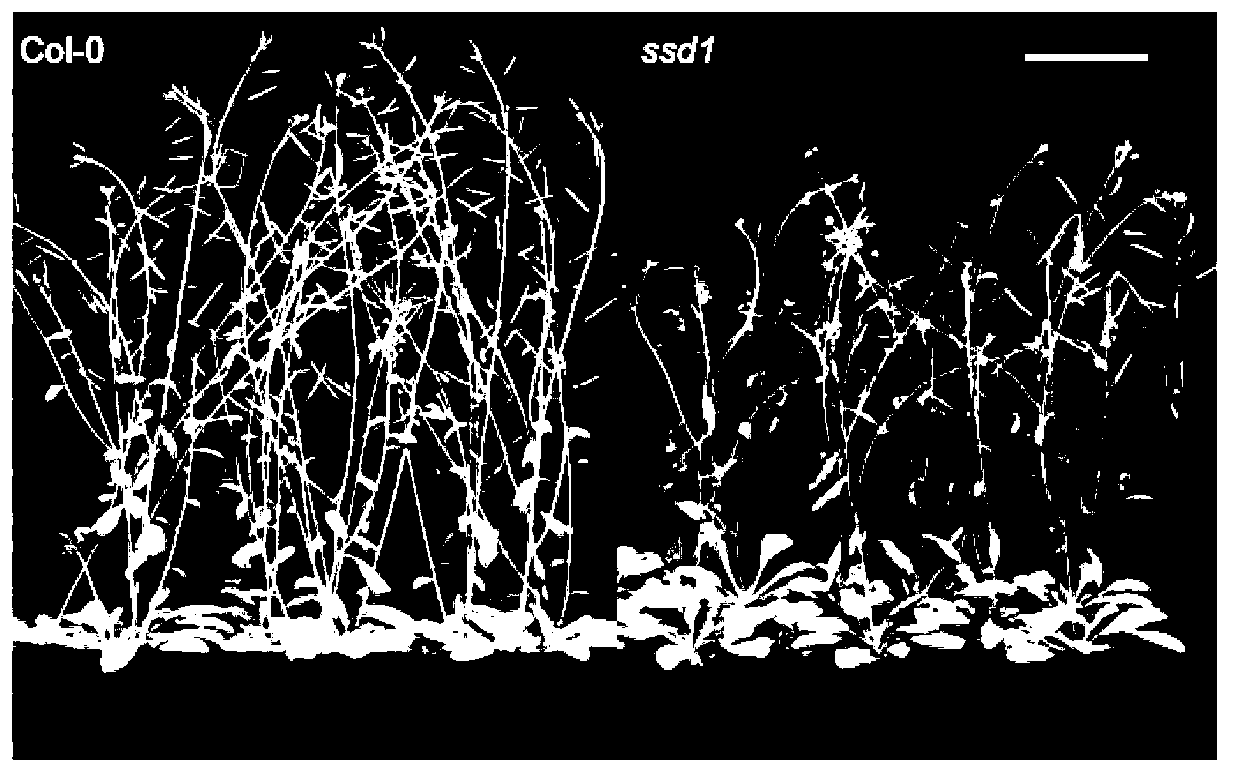 Short-day sensitive cell death SSD1 gene and coded protein and application thereof