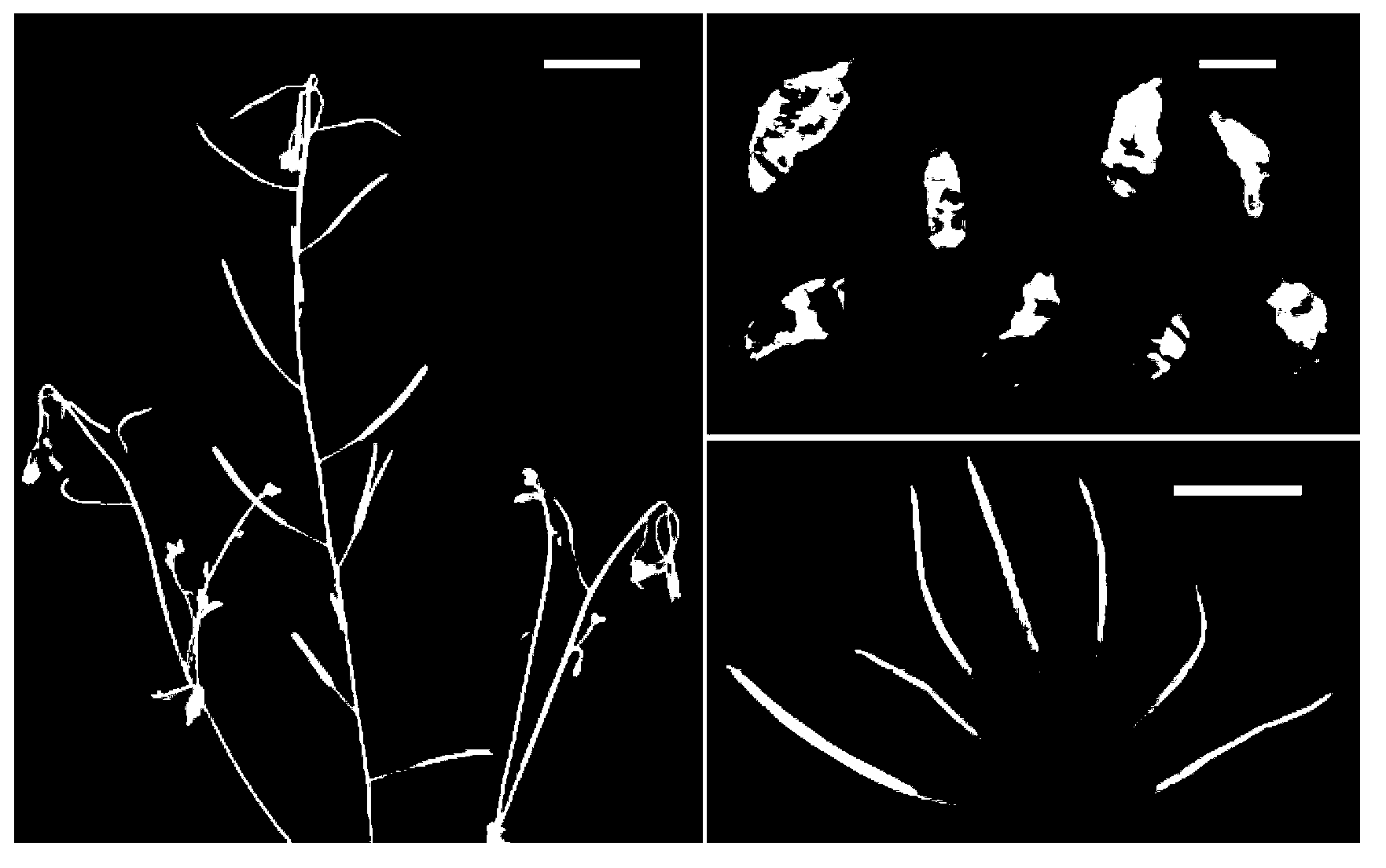 Short-day sensitive cell death SSD1 gene and coded protein and application thereof