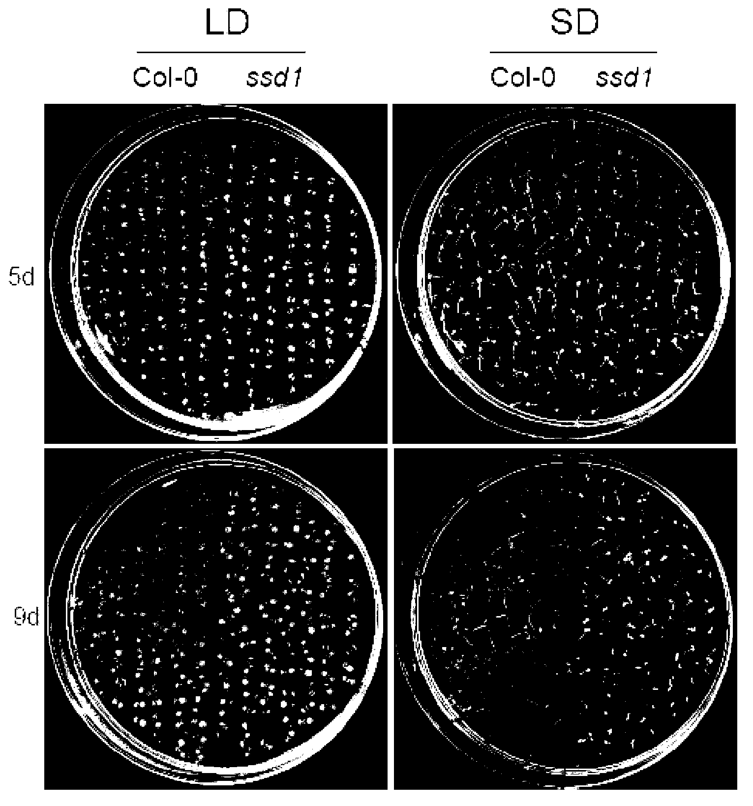 Short-day sensitive cell death SSD1 gene and coded protein and application thereof