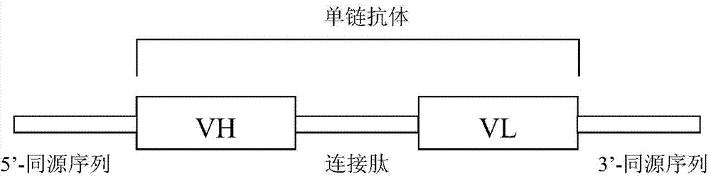 Anti-human papilloma virus L1 protein antibody, and coding gene and application thereof