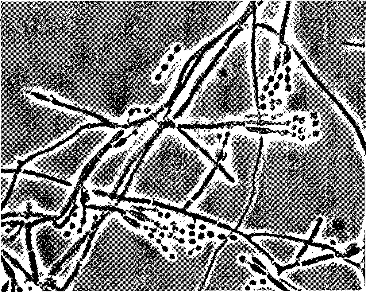 Eupenicillium brefeldianum variety ZJB082702 and application thereof in preparation of Brefeldin A by fermentation