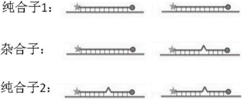 SNP (single nucleotide polymorphism) combination, detection method and kit for detecting liver damage susceptible genotype of antitubercular drug