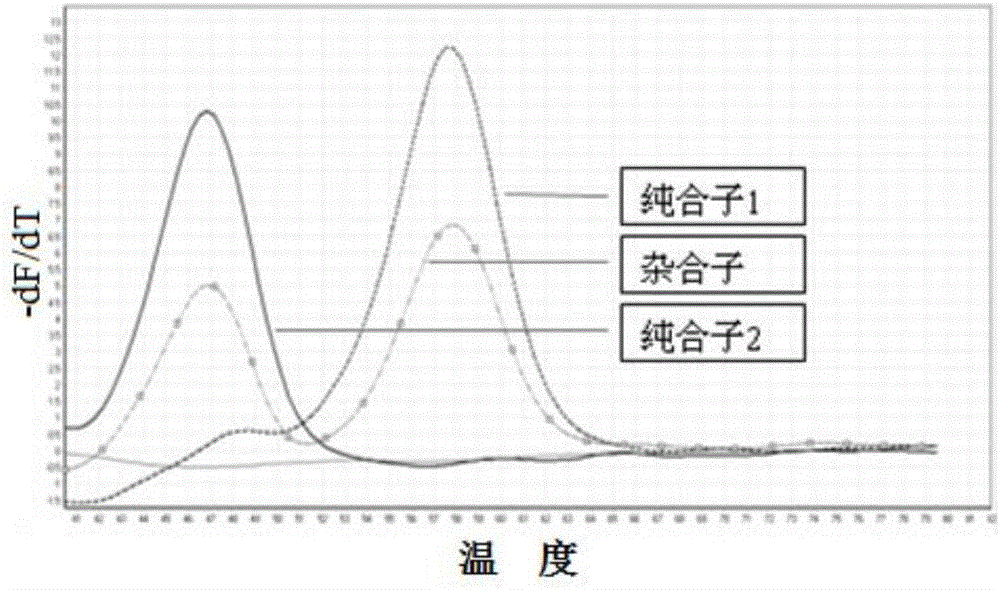 SNP (single nucleotide polymorphism) combination, detection method and kit for detecting liver damage susceptible genotype of antitubercular drug