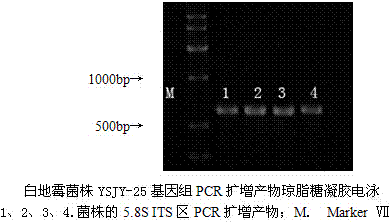 Swine-derived Geotrichum candidum strain capable of producing fruity flavor and liquid feed attractant prepared from swine-derived Geotrichum candidum strain capable of producing fruity flavor