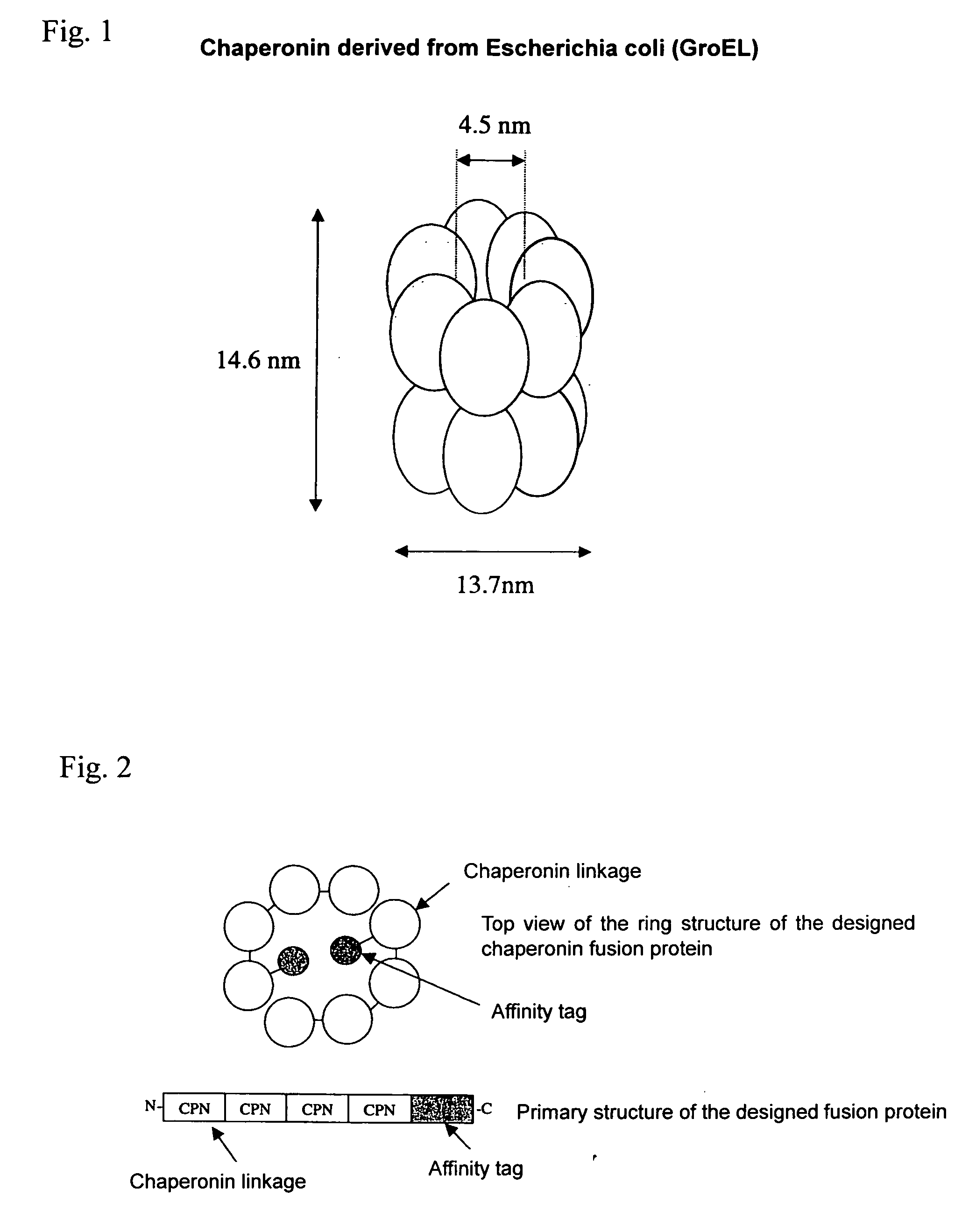 Chaperonin-target protein complex, method of producing the same, method of stabilizing target protein, method of immobilizing target protein, method of analyzing the structure of target protein, sustained-release formulation, and method of producing antibody against target protein