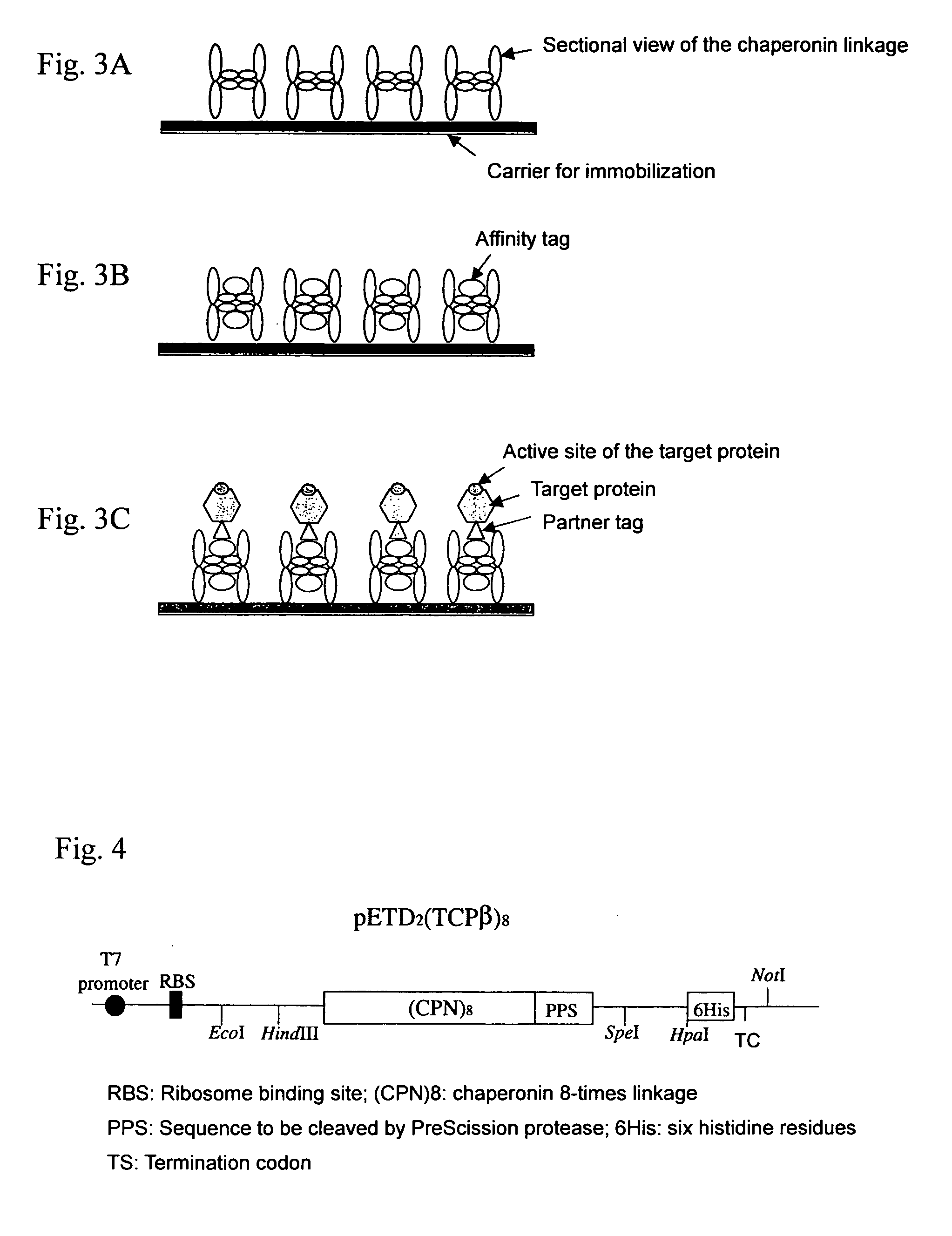 Chaperonin-target protein complex, method of producing the same, method of stabilizing target protein, method of immobilizing target protein, method of analyzing the structure of target protein, sustained-release formulation, and method of producing antibody against target protein