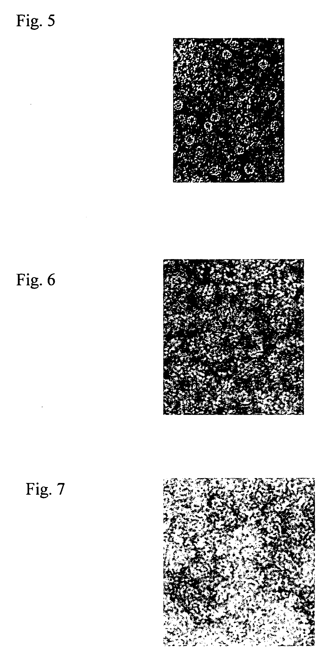 Chaperonin-target protein complex, method of producing the same, method of stabilizing target protein, method of immobilizing target protein, method of analyzing the structure of target protein, sustained-release formulation, and method of producing antibody against target protein