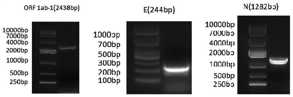 Novel coronavirus nucleic acid pseudovirus standard substance for detection and preparation method thereof