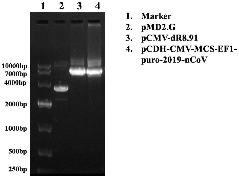 Novel coronavirus nucleic acid pseudovirus standard substance for detection and preparation method thereof