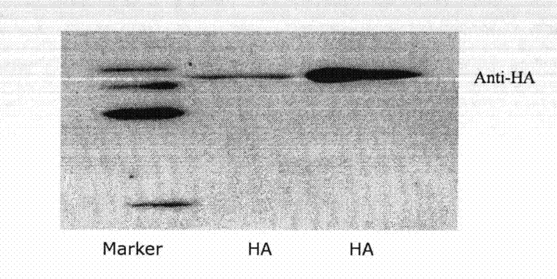 Structure and application of influenza virus hemagglutinin protein binding polypeptide