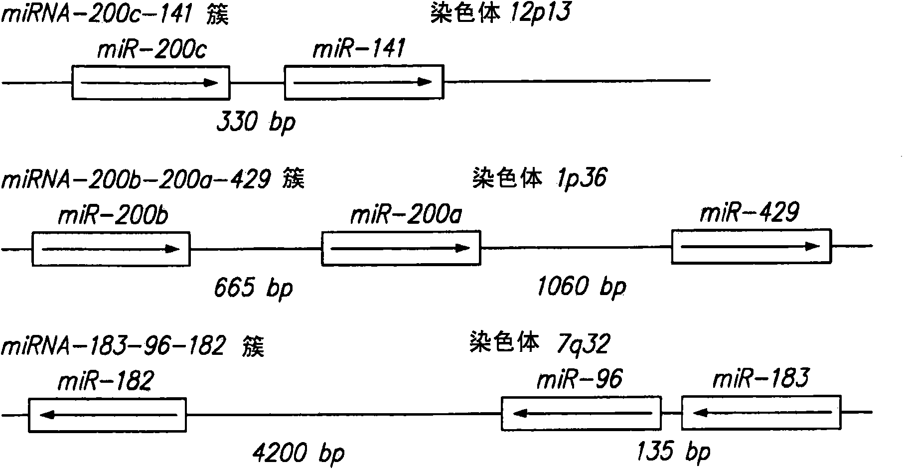 Methods and compositions relating to carcinoma stem cells