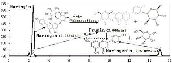 Aspergillus oryzae and application thereof