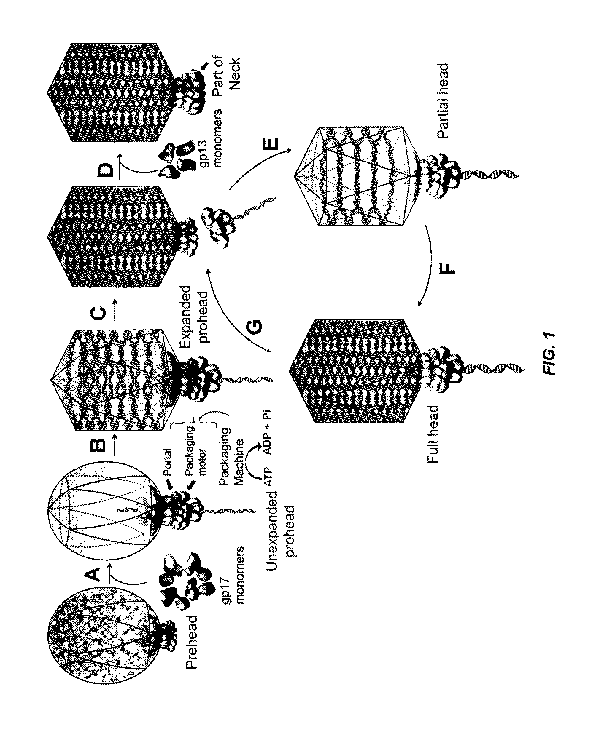 Protein and nucleic acid delivery vehicles, components and mechanisms thereof