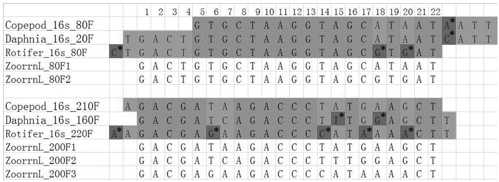 Zooplankton rrnL gene amplification primers and screening method, application and application method thereof