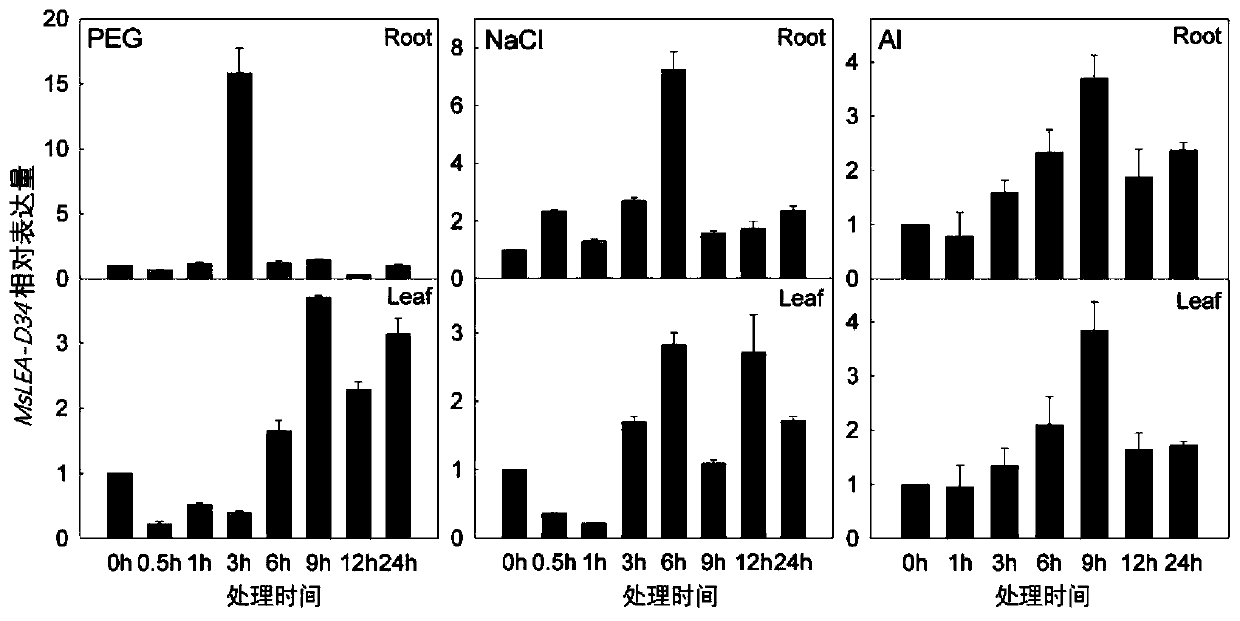 Protein MsLEA-D34 of medicago sativa 'WL525' at late embryonic development period and coding gene of protein MsLEA-D34