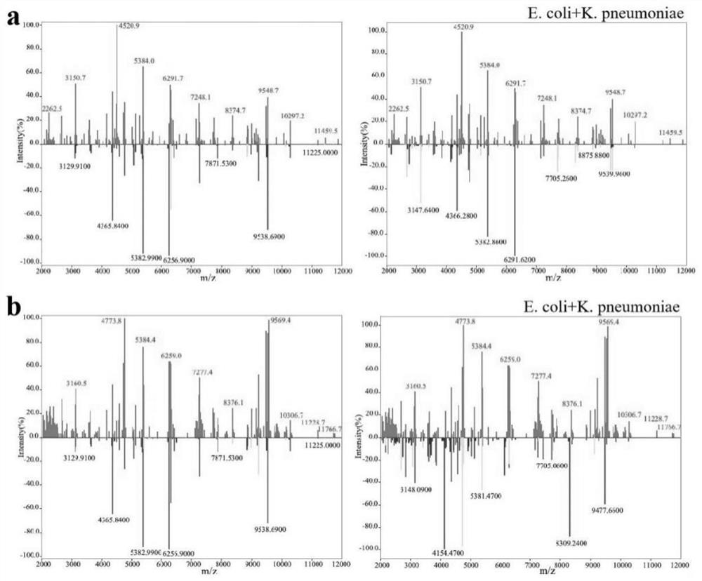 Application of magnetic functionalized magnetic nanomaterial and mixed microorganism identification method