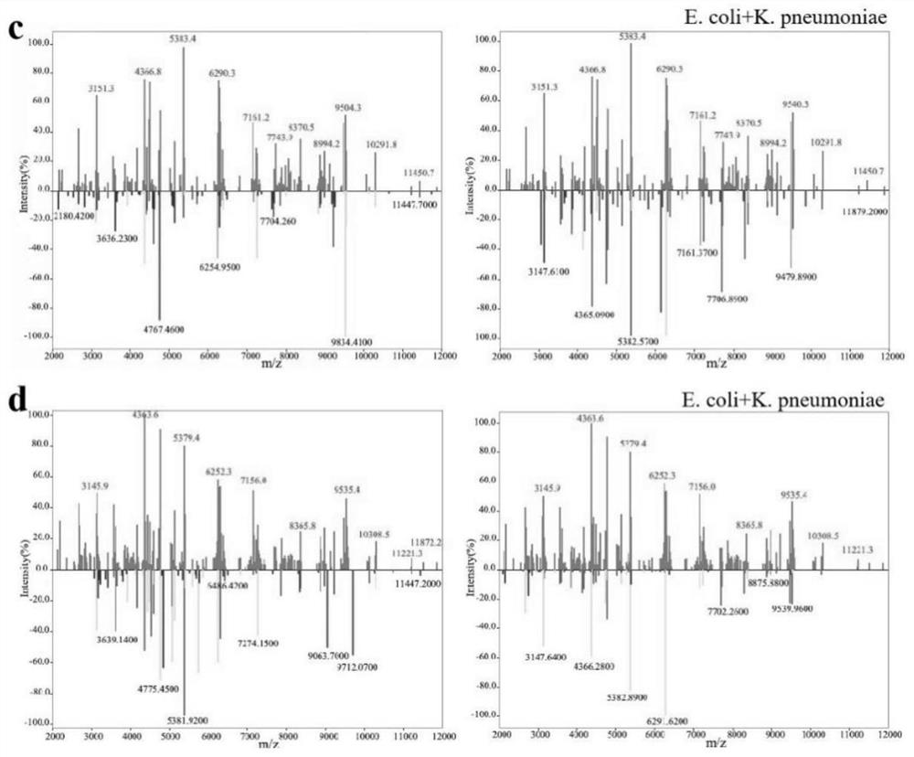 Application of magnetic functionalized magnetic nanomaterial and mixed microorganism identification method