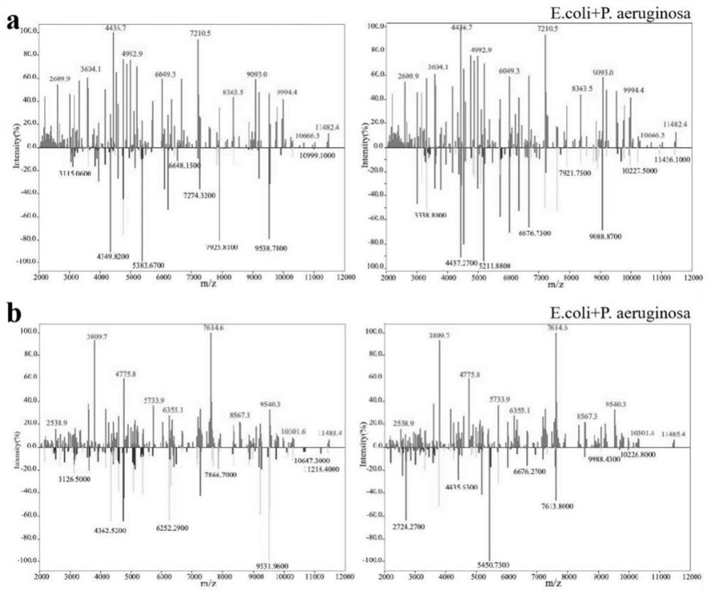 Application of magnetic functionalized magnetic nanomaterial and mixed microorganism identification method