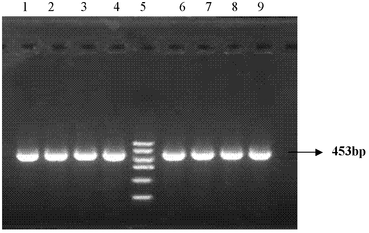 Polymerase chain reaction (PCR) primer for cloning Actin gene of phalaris arundinacea linn and method