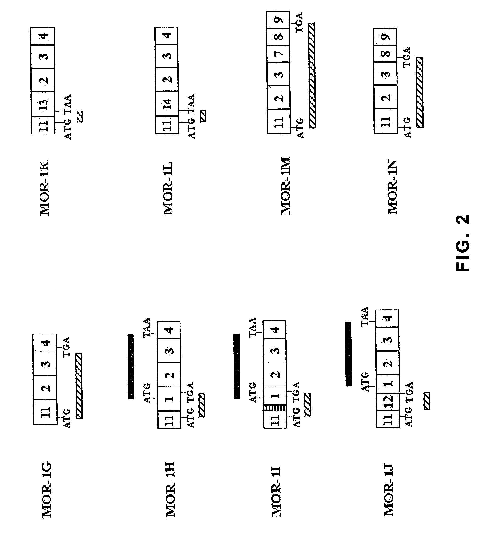 Mu-Opiod receptor splice variant polypeptides