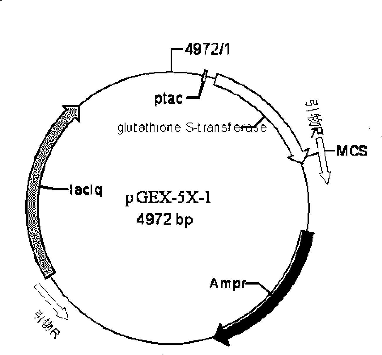 Bifidobacteria-bacillus coli shuttle expression vector, preparation method and application thereof