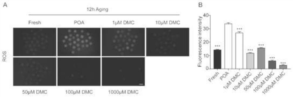 Application of 4,4'-dimethoxy chalcone in delaying of in-vivo and in-vitro aging of oocyte