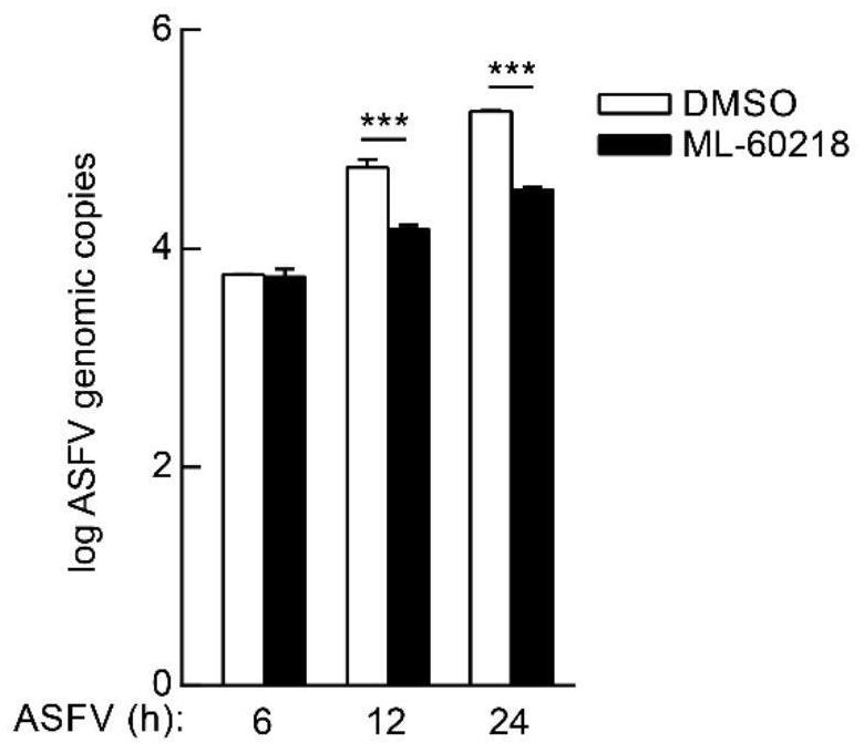 New application of ML-60218 in preventing or treating African swine fever