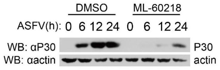 New application of ML-60218 in preventing or treating African swine fever