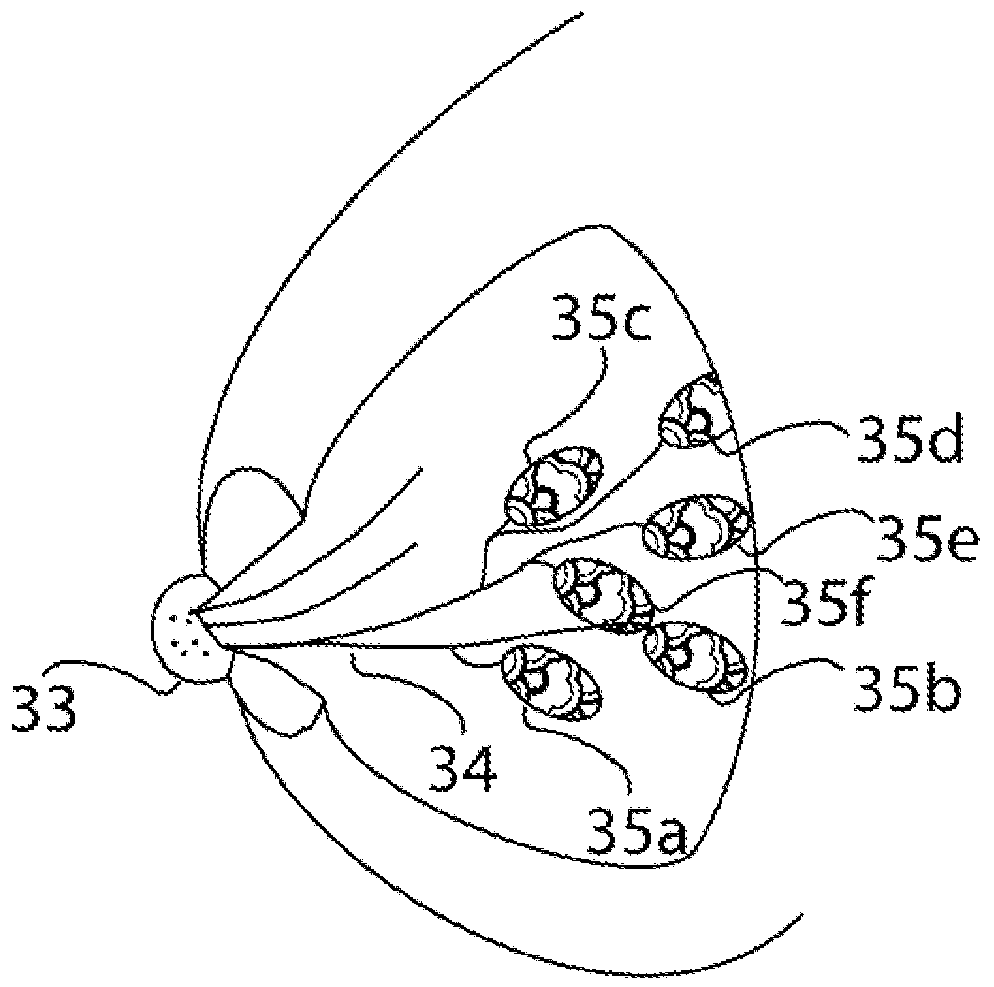 Method for Defining an Individual Coordination System for a Breast of a Female Patient