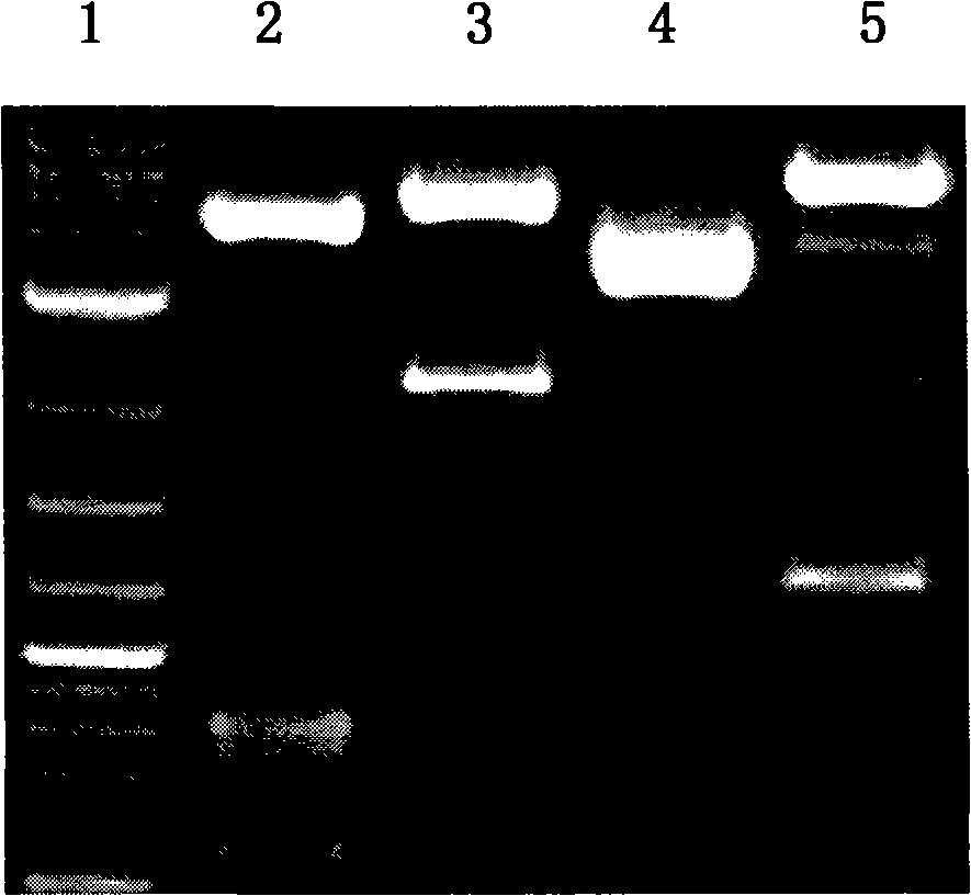 CEA recombinant adeno-associated virus, construction process thereof and applications