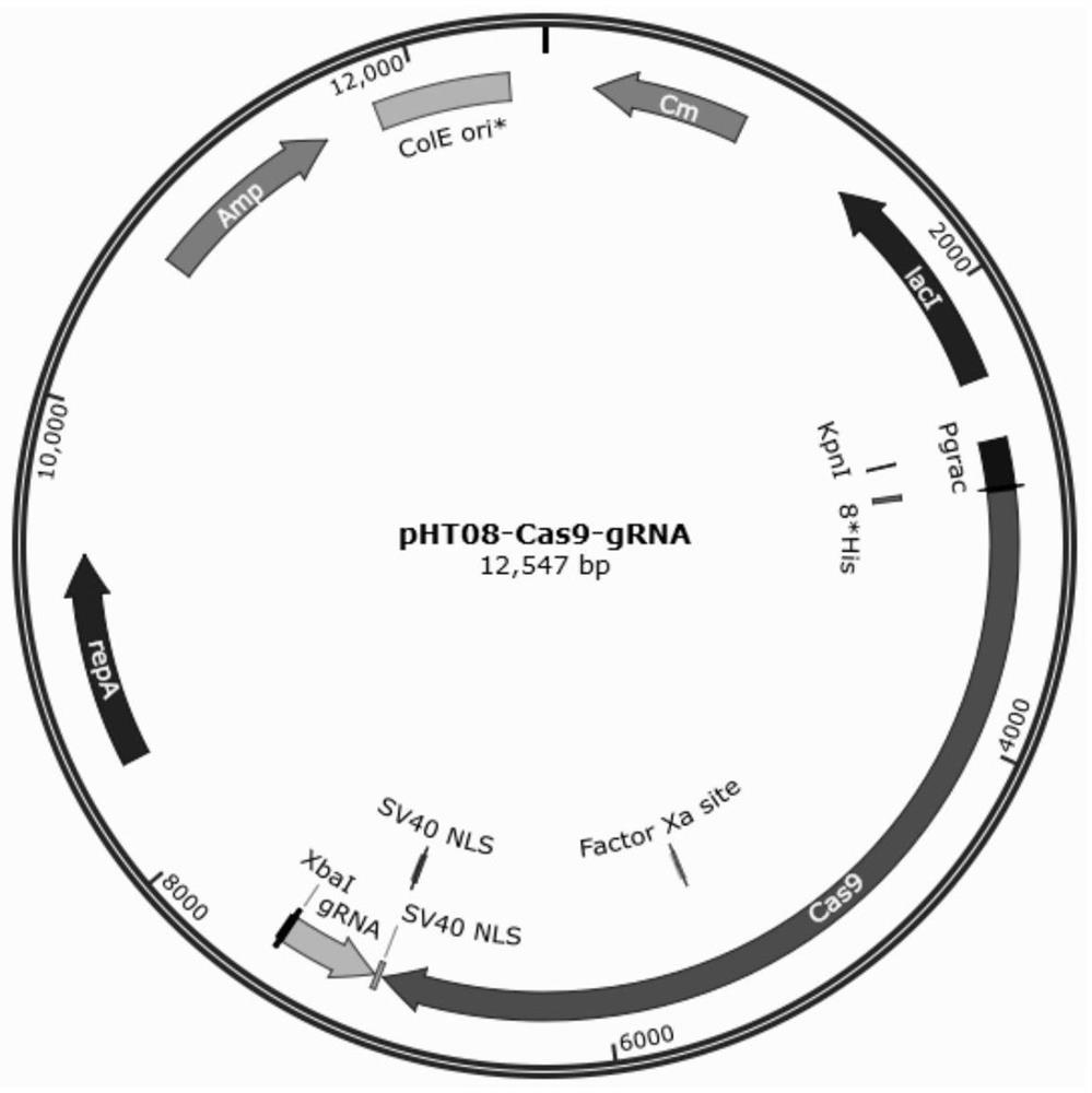 A method for transforming Bacillus siamese by electric shock