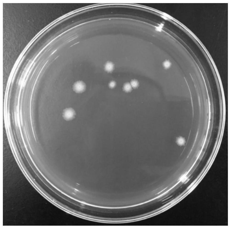 A method for transforming Bacillus siamese by electric shock